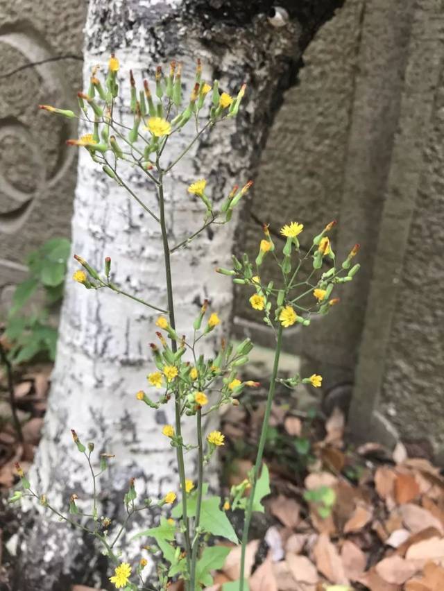 黄瓜野菜的功效,田间各种野菜的作用