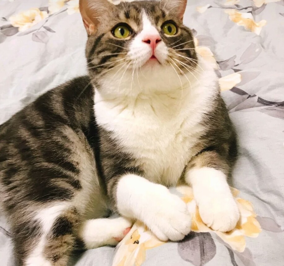 哪种田园猫最值得养,很多人对中华田园犬有些误解