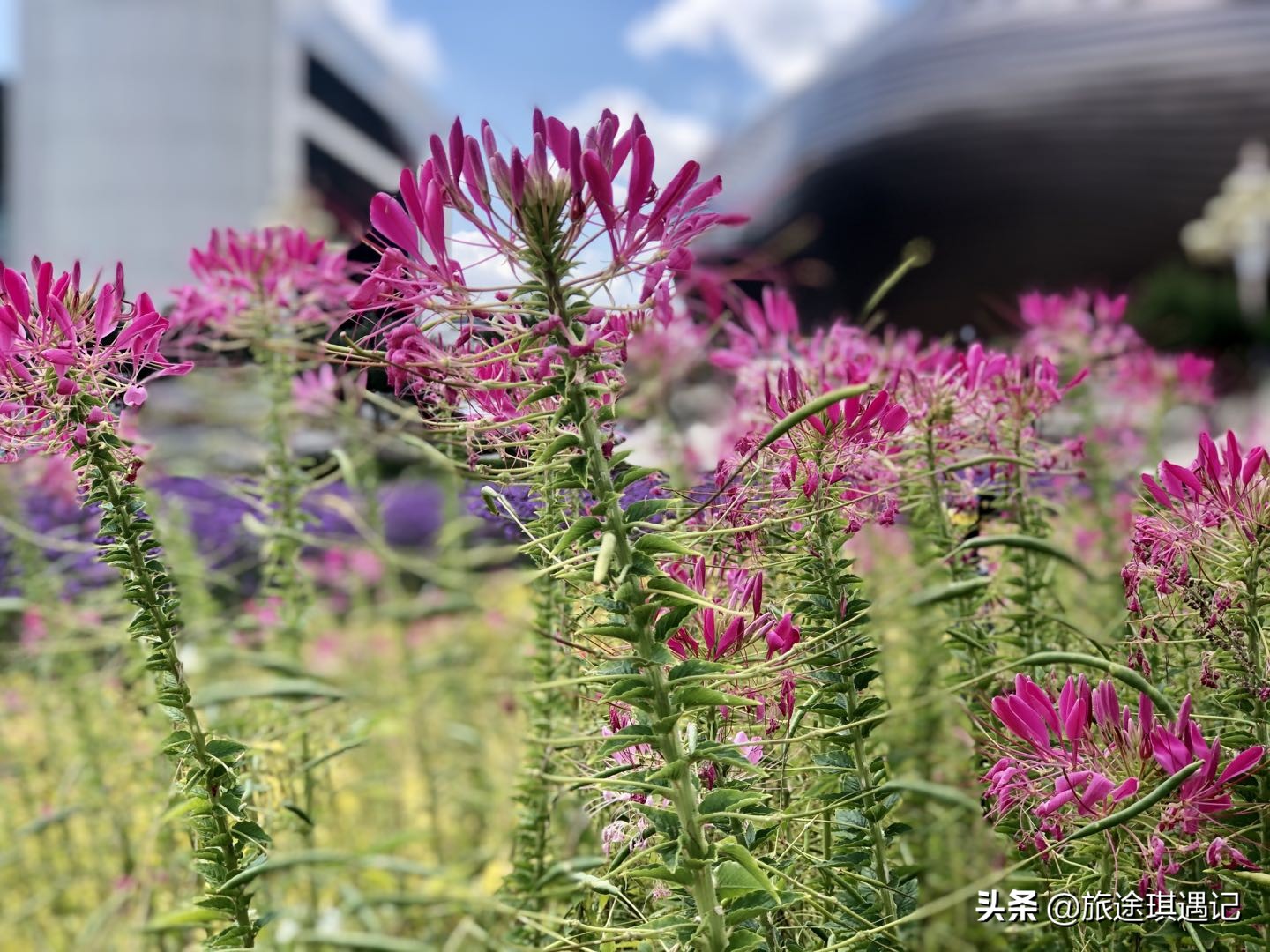 荒漠中的新城如何蜕变成全域4A景区?一起来康巴什找找答案