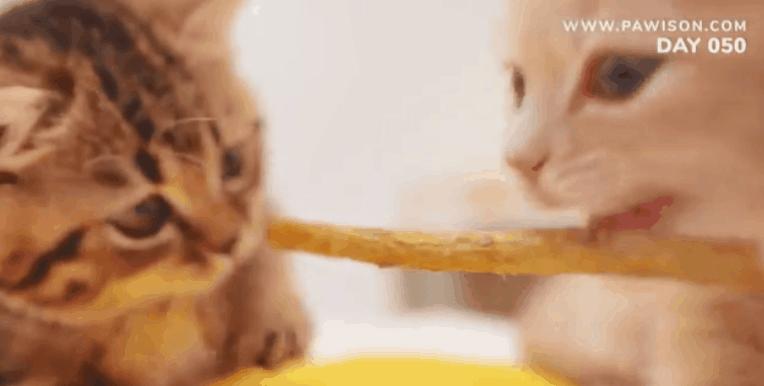 国家一级保护野生猫,国家一级保护哺乳动物名单