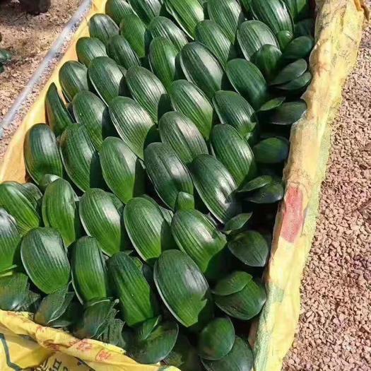 购买优质君子兰小苗,买纯红色君子兰