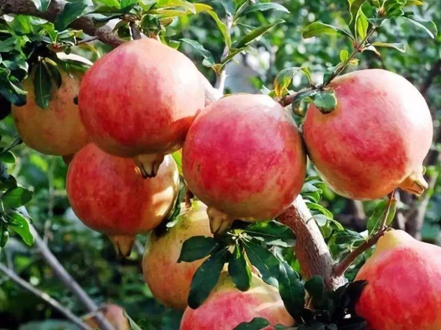 石榴干腐病防控措施,石榴叶枯病防治方法