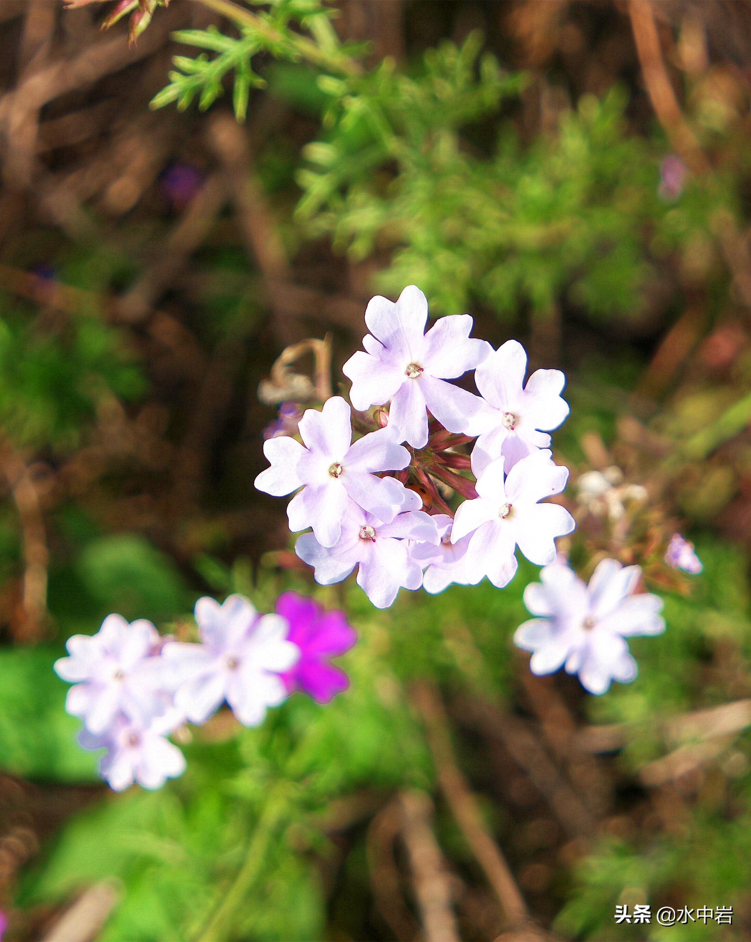 长江流域发生了几次大型洪涝灾害,江苏历史上遭遇的洪水