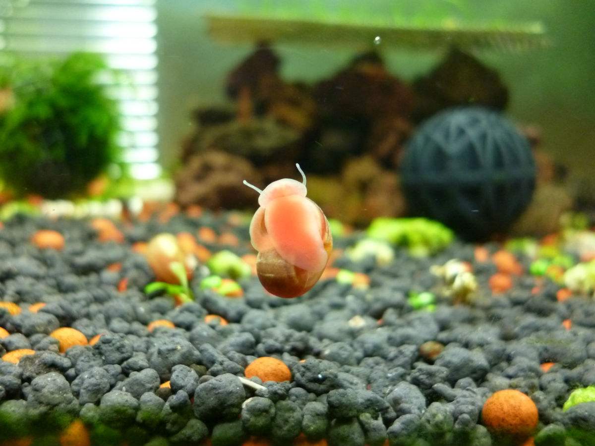 草缸苹果螺爆缸怎么处理,草缸养螺好吗