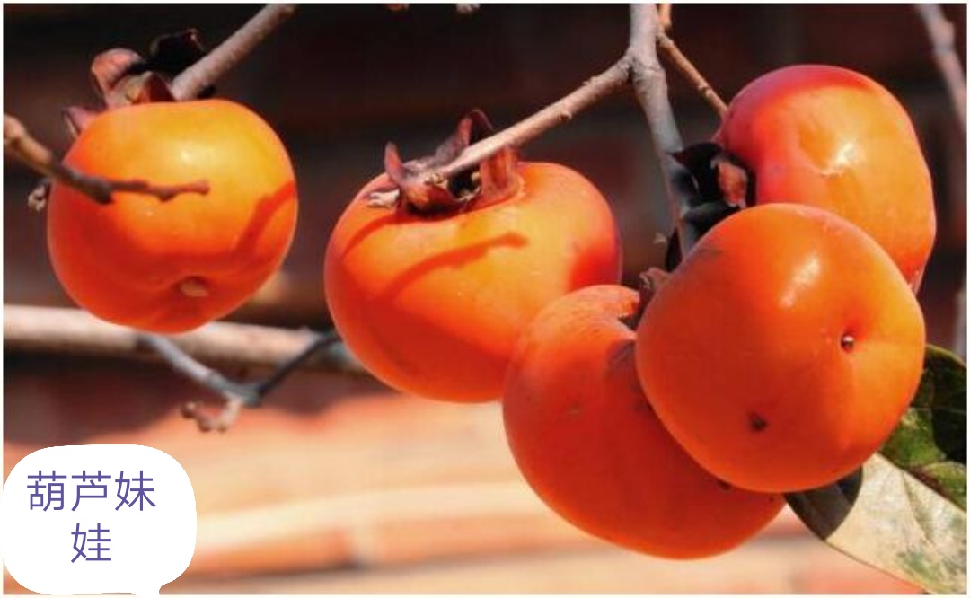 柿子和牛奶在一起会中毒吗,柿子为什么不能和牛奶一块儿吃