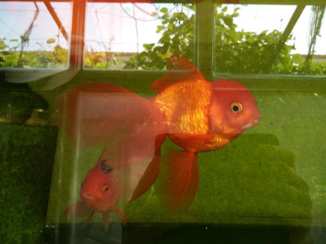 虫虫鱼怎么存放最好,正确的鱼虫饲养方法