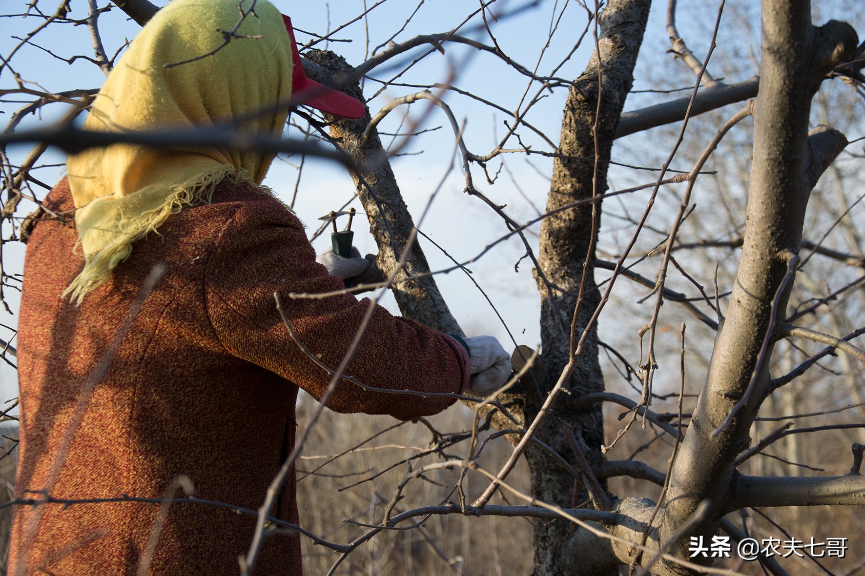 苹果树越冬害虫调查四：串皮蛤虫，隐藏深危害重，容易引起腐烂病