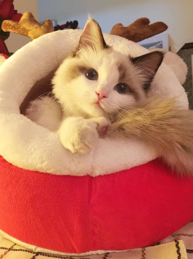 布偶猫贵族猫弟弟,猫猫品种布偶