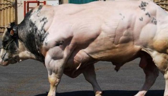 比利时肌肉牛视频大全,比利时人造肌肉牛