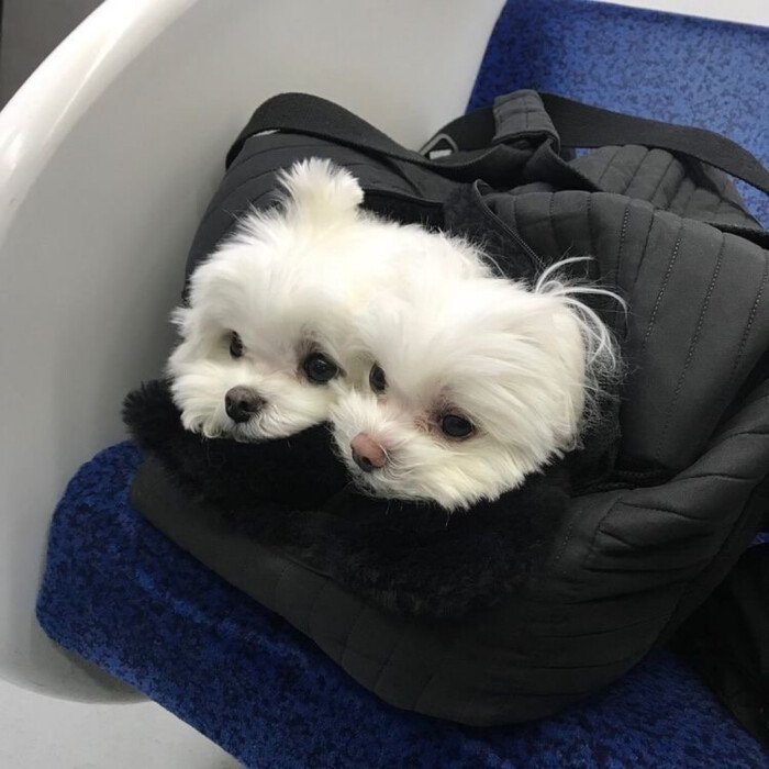 狗狗尿液颜色红褐色是什么原因,狗狗突然尿液颜色褐色