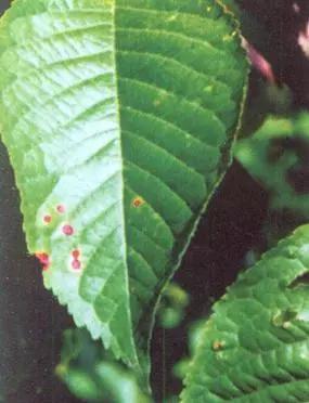 樱桃的常见病虫害及防治方法,樱桃虫害最佳防治方法