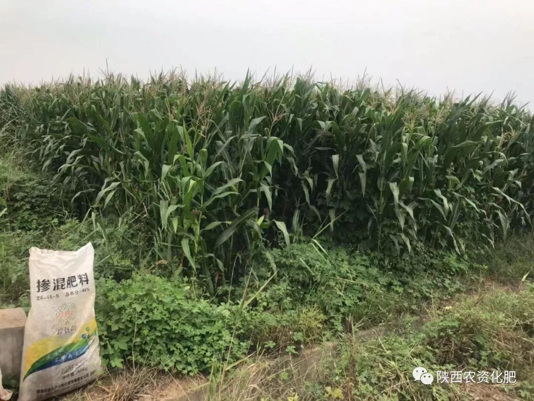 摇钱树牌控释肥助力大型农场增产增收