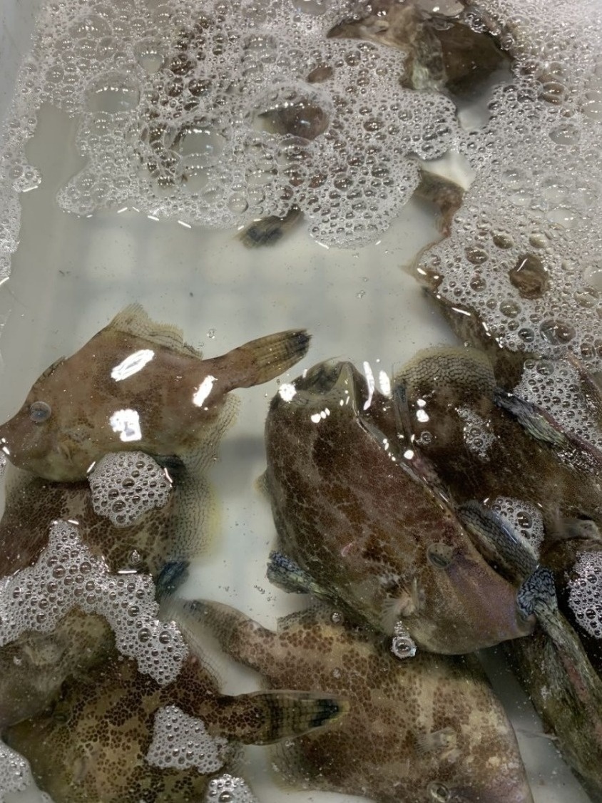 去北海在哪里买海鲜比较划算,北海的海鲜便宜还是防城港的便宜