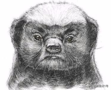 平头哥蜜獾照片,蜜獾平头哥动物科普