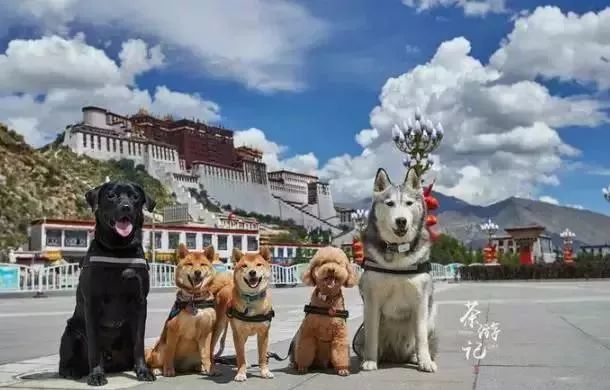 带着狗狗去西藏二狗子,带着十条狗狗去西藏