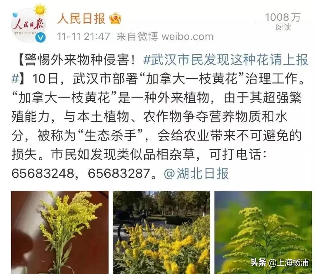 看见黄色花报警,看到这种花立即报警警方紧急提醒