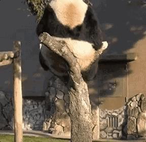 斯伯丁与nba解约,威尔胜是否会取代斯伯丁篮球