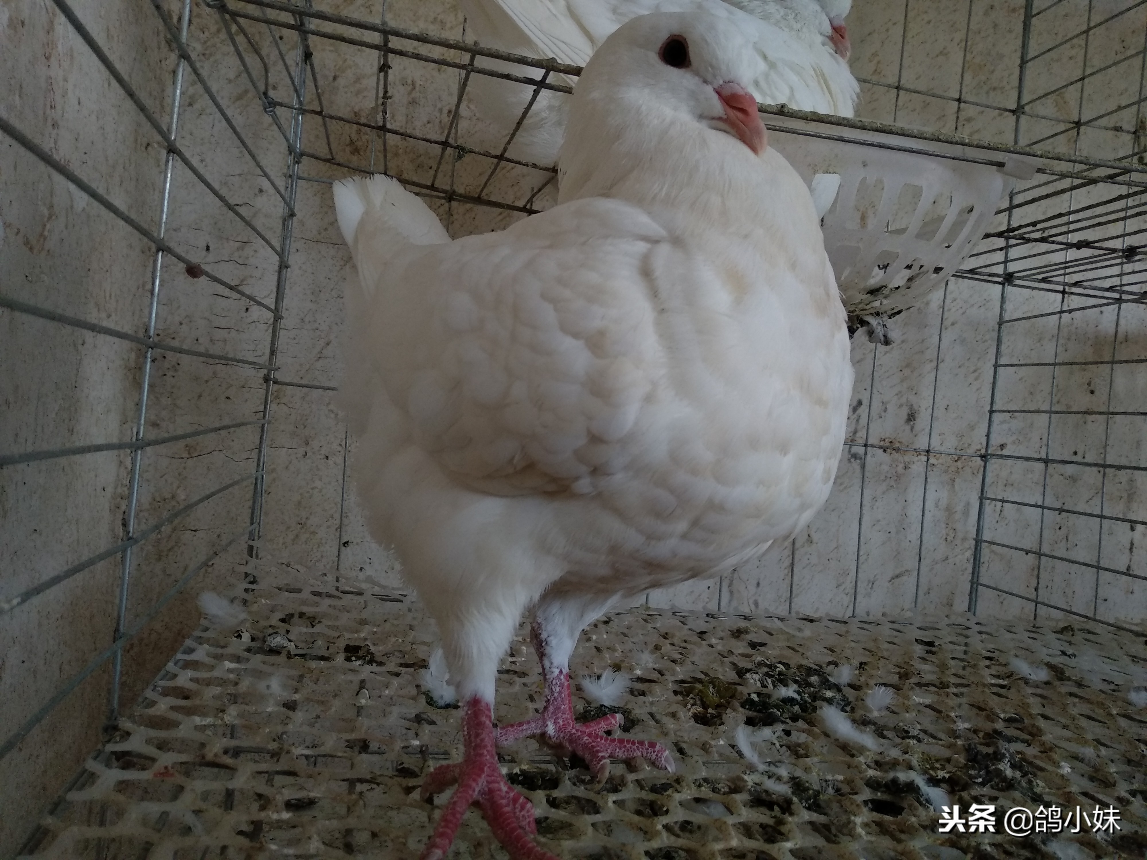 如何养好鸽子和家鸽,怎样养好鸽子视频