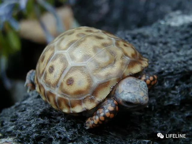 红腿陆龟怎么养活,新手养红腿陆龟准备什么