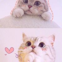 养一只猫的花销预算,养七只猫一个月花销