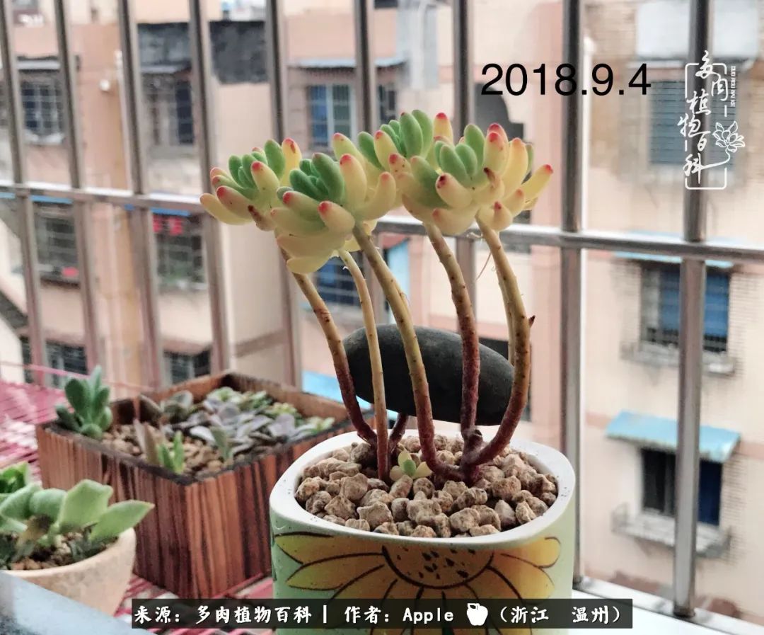 多肉成长记观察记录怎么写,多肉成长记录观察展板