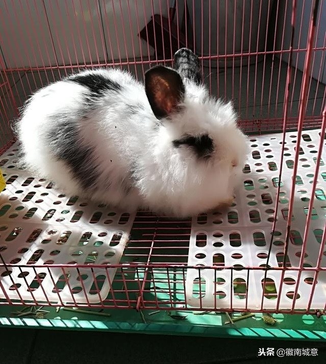 宠物兔洗澡的危害,宠物兔洗澡会死吗