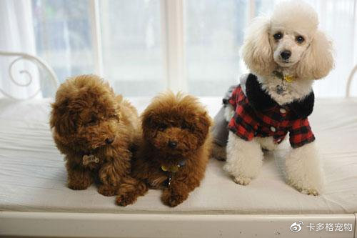 狗狗缺钙怎么补最快最有效的方法,狗狗严重缺钙无法走路多久能恢复