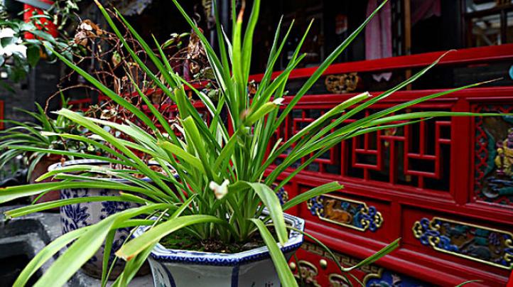 水培绿萝已经长得很茂盛怎么养护,水培绿萝如何养殖越长越旺盛