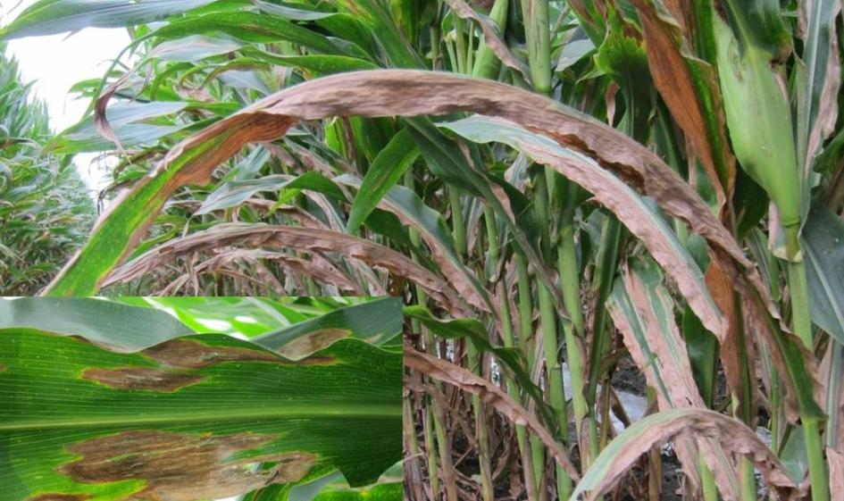 防治玉米大斑病常用的药剂是,玉米大斑病怎么治疗效果最好