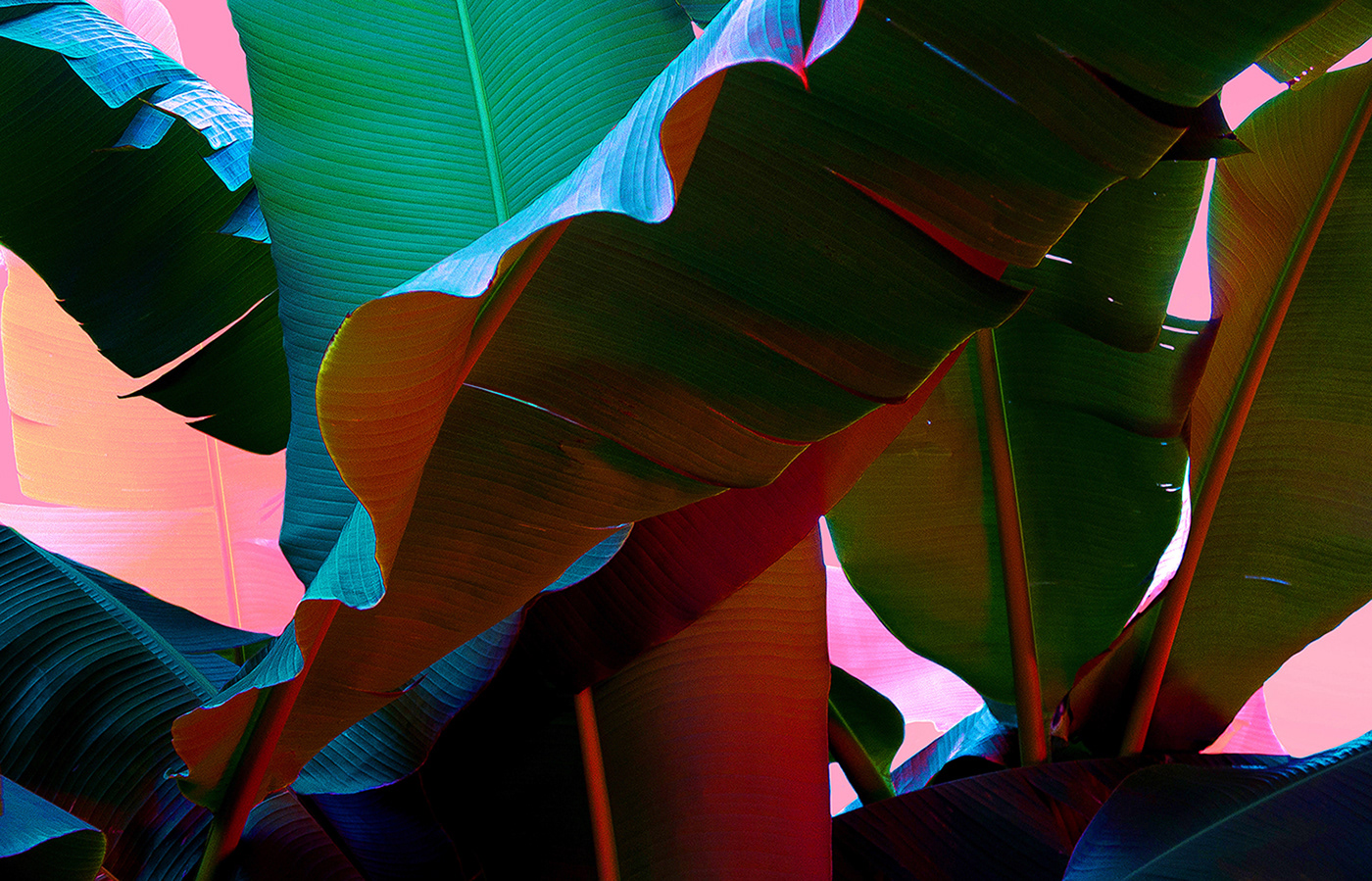 原来树叶也能这样拍,用这几个技巧树叶也能拍得这么美