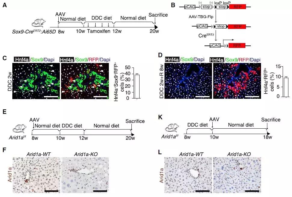 肝脏体外再生,肝脏体外存活新技术