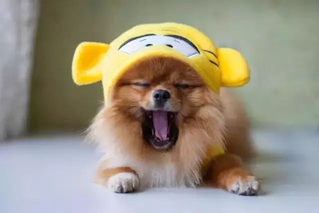 狗狗耳朵痒老是抓和摇头用什么药,狗狗抓耳朵用什么药治疗