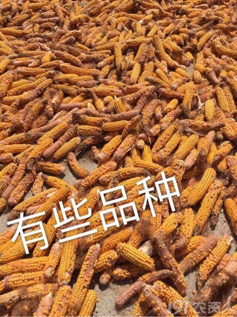 河南适合种植高产玉米,玉米高产高效种植技术