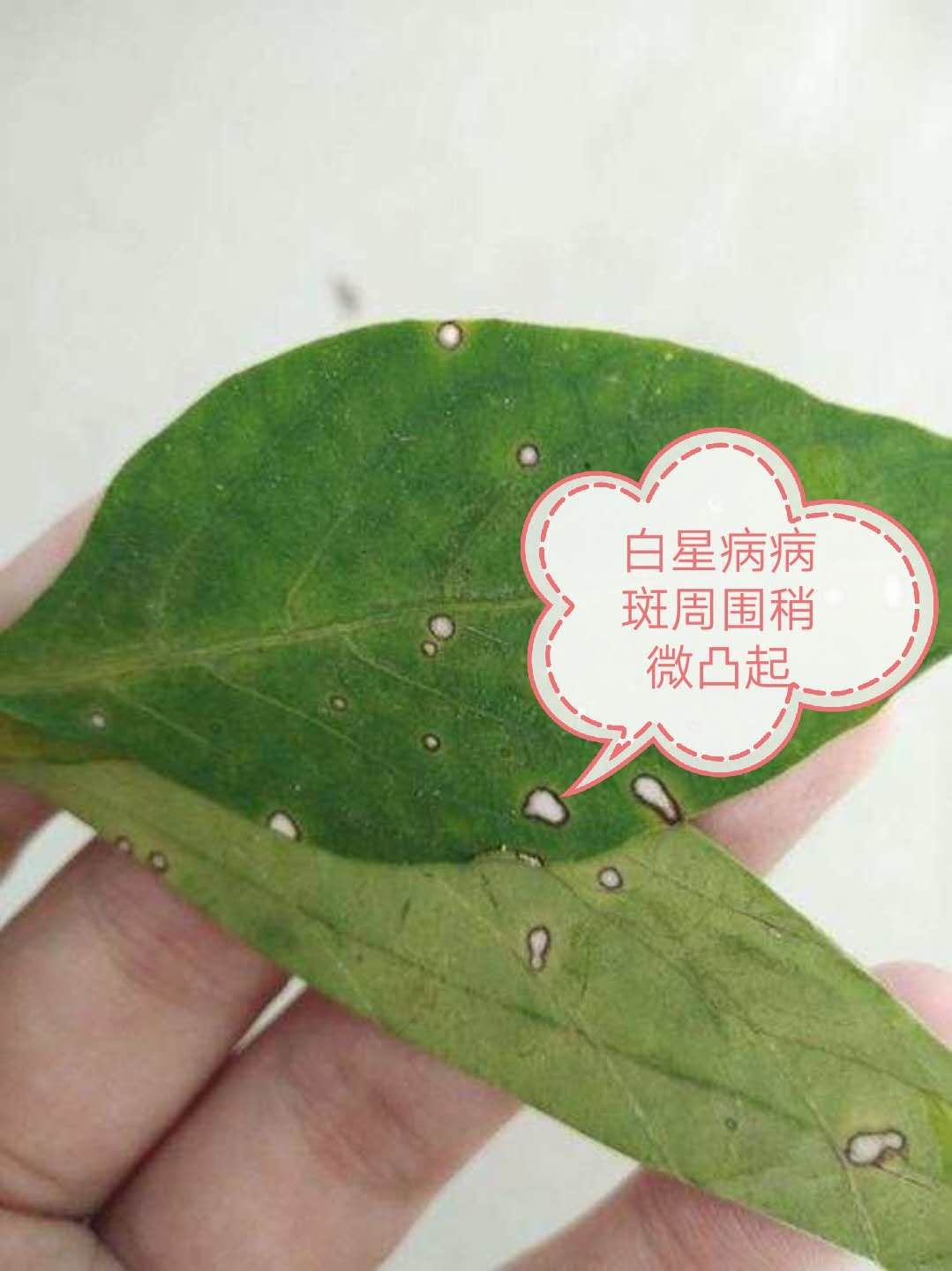 辣椒疫病怎样物理防治,辣椒白星病能彻底根治吗
