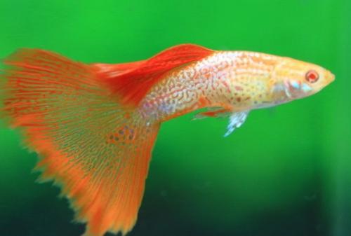 观赏鱼的胸鳍和尾鳍充血怎么治疗,观赏鱼尾鳍被咬掉怎么恢复