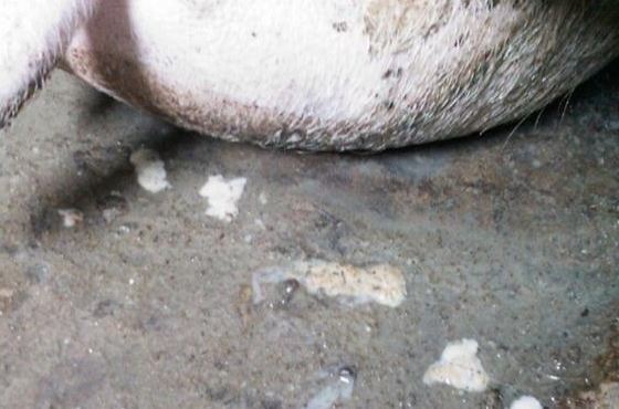 母猪子宫内膜炎怎么才能消除,后备母猪子宫内膜炎最佳治疗方法