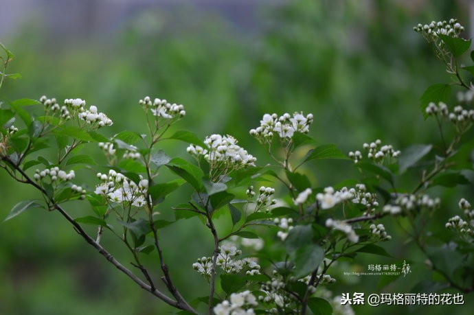 整个冬天都挂着的小红果，迷你山楂“冬果王”｜植物笔记
