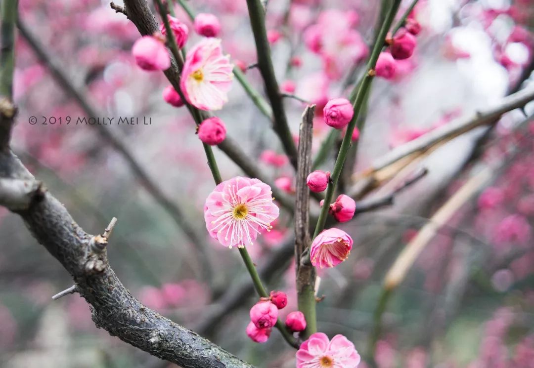 康泰时f2镜头评测,康泰时contaxg21f2.8镜头
