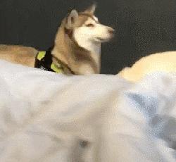 狗狗会想念原来的主人吗,狗狗想念主人回家音频