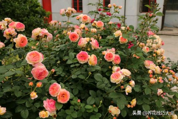 四季开花的月季又香又好养有几种,最漂亮10种盆栽月季