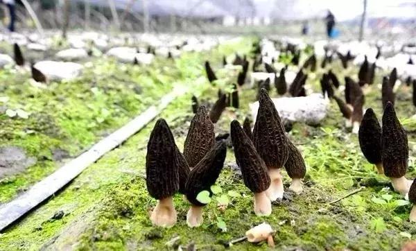 涔愬姩鑺辨捣,涔愬姩鑺辨捣宕囧窞