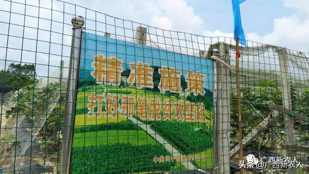 南宁那笔村无花果,南宁摘无花果