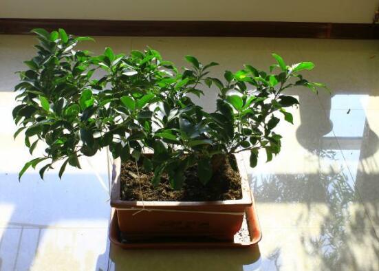 榕树烂根最好的处理方法,榕树烂根怎么救活