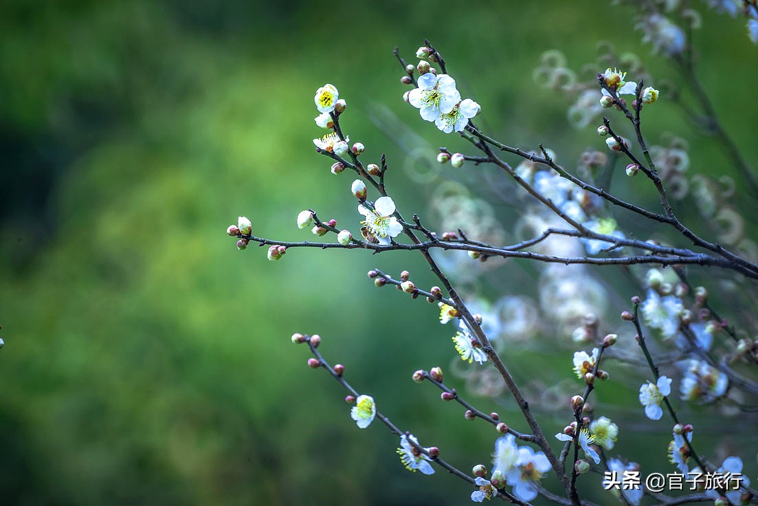 无锡梅园万紫千红约你来，三月梅花盛开，读懂坚韧不拔品质值千金