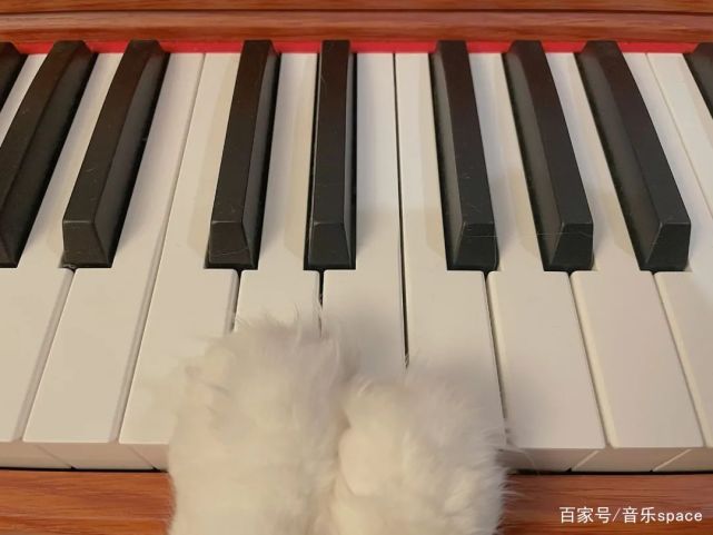 爱一个人就像养一只猫,爱一个人就像爱一只小猫