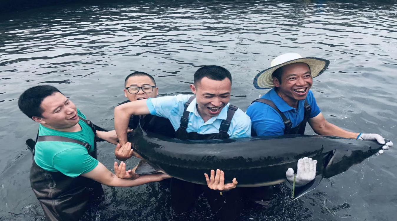 黑鲟鱼子酱,鲟鱼子酱被称为护肤品的黑黄金