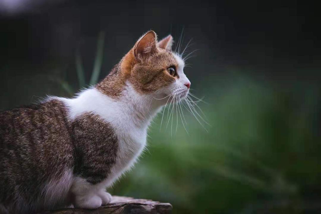 宠物摄影的生意经,宠物摄影店铺创业