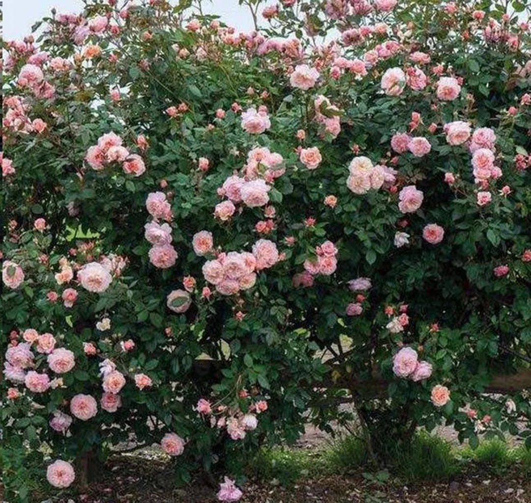 地栽月季雨季管理,一连很多天阴雨天月季怎么办