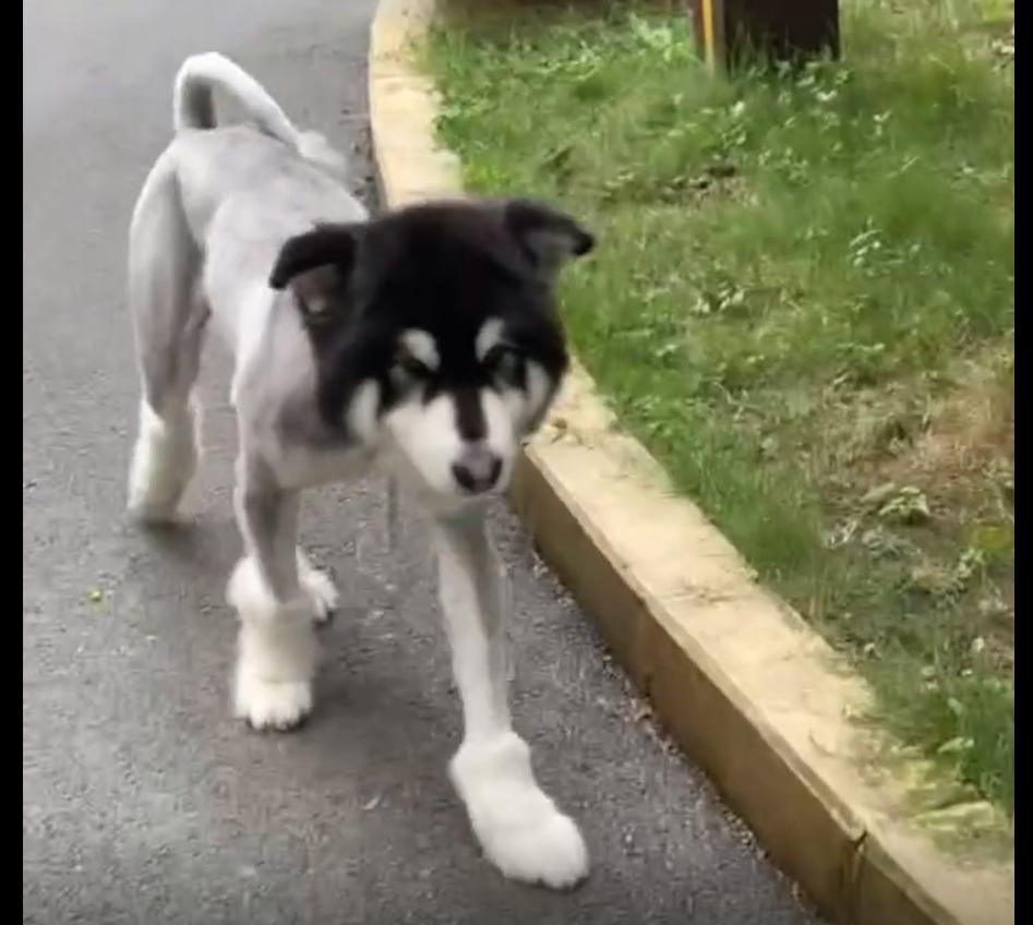 阿拉斯加狗毛剃光几个月长出来,阿拉斯加犬剃毛醒来疯了