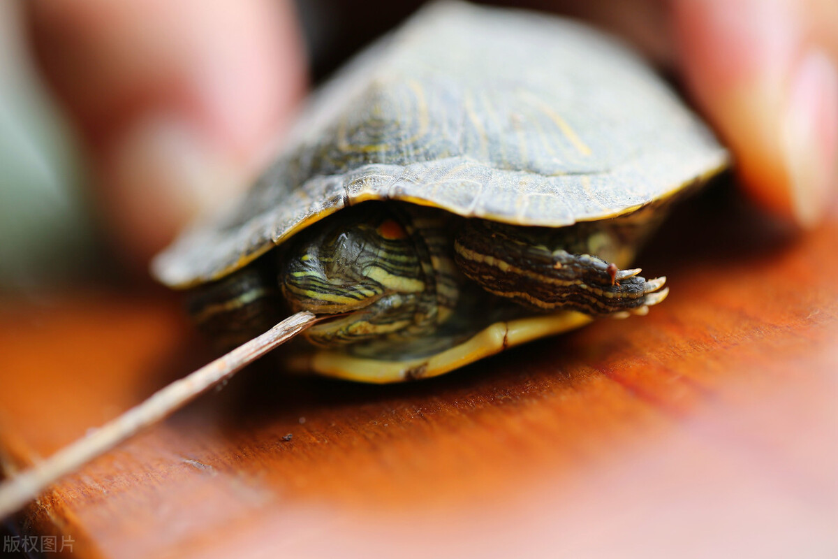 巴西乌龟冬眠结束后怎么处理,吸水树脂乌龟冬眠会不会腐皮